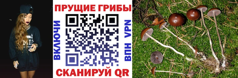 Псилоцибиновые грибы мицелий  мориарти наркотические препараты  Волоколамск 
